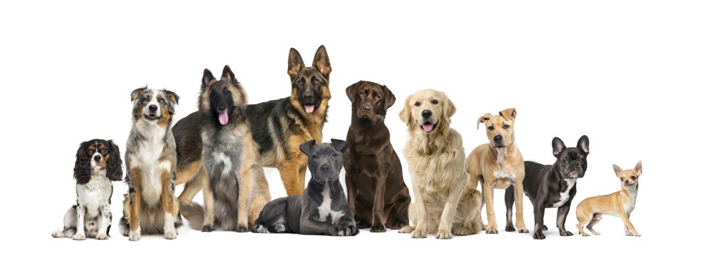 dogs-sitting-in-a-rowDogs of different breeds sitting in a row - pet training tools guide