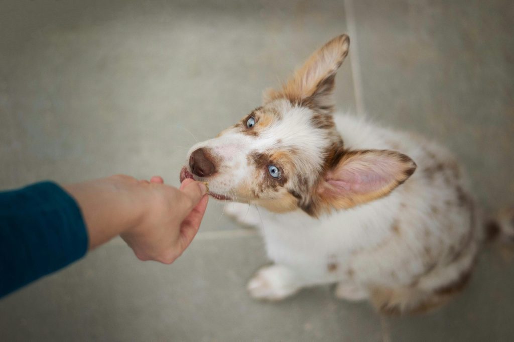 Owner practicing impulse control with dog indoors using treats