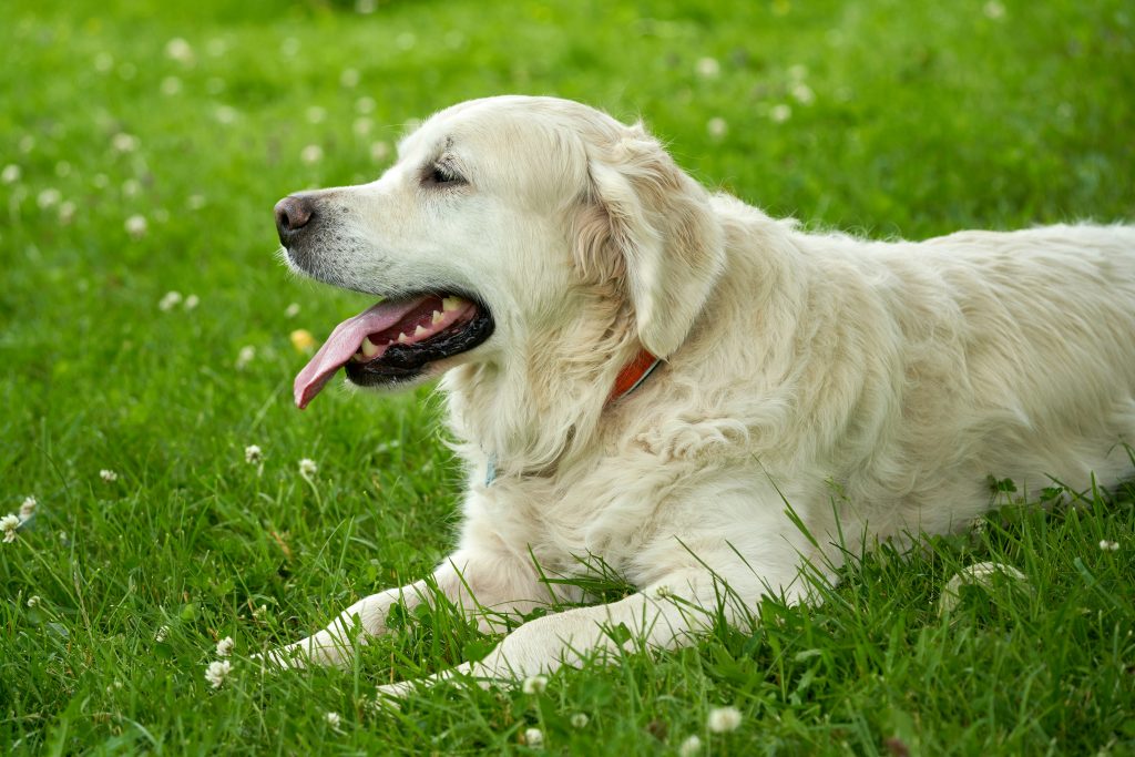 Dog panting heavily in summer heat