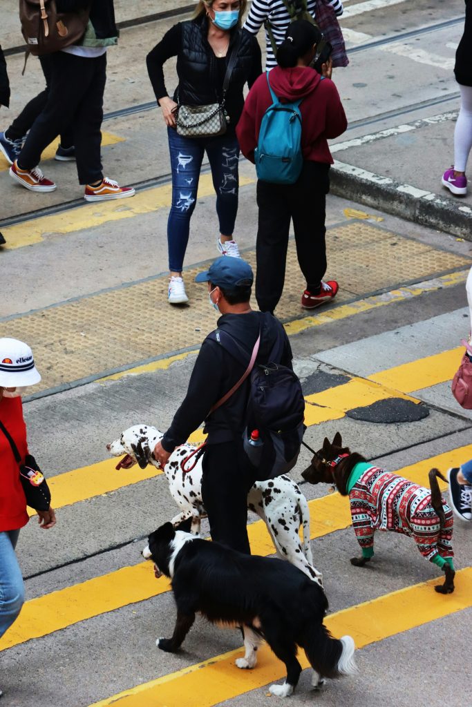 Walking down the street with two dogs on a leash
