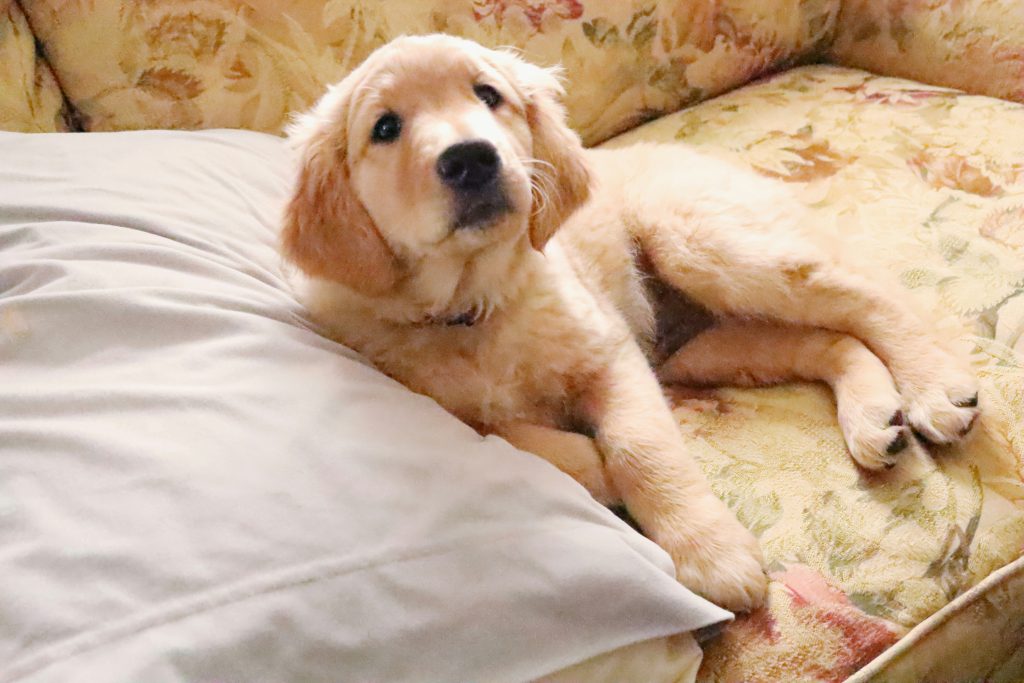 puppy lying on couch