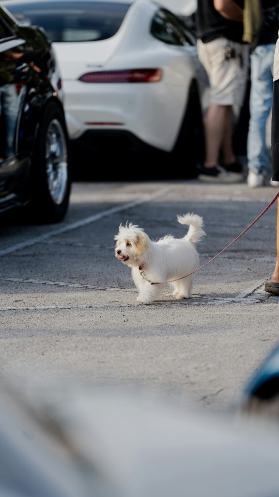 Dog on leash calmly watching a car pass by during training