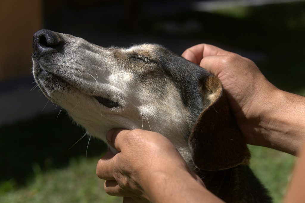 Applying cool towel to dog for heatstroke first aid